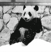 头条评论gif怎么保存,一键操作，轻松掌握