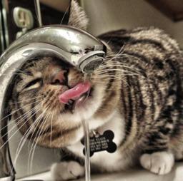 国宝红猫网,揭秘中国红色文化瑰宝