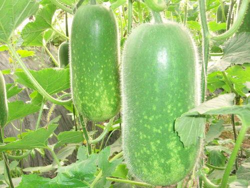 吃瓜下饭群聊名称大全,趣味横生的社交圈揭秘