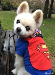 天津的网红狗狗,治愈系萌宠的都市传奇