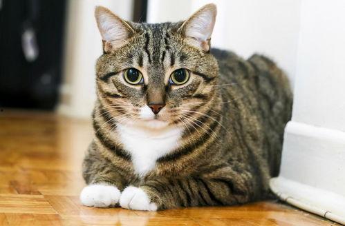 头条养什么猫好,最适合养的家猫品种大盘点