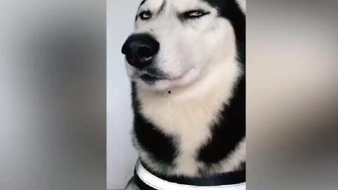 二哈爆料视频大全最新,萌宠日常，笑料横生