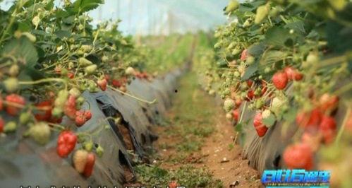 网红扶贫草莓,甜蜜产业带动乡村振兴新篇章